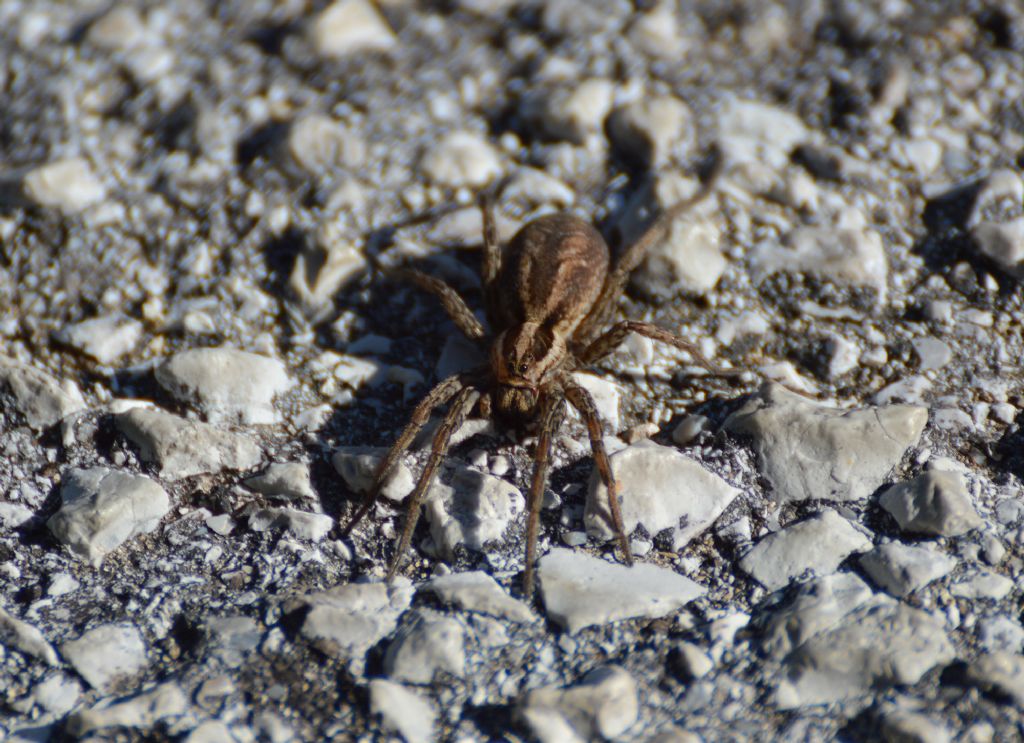 Hogna radiata - Gualdo Tadino (PG)